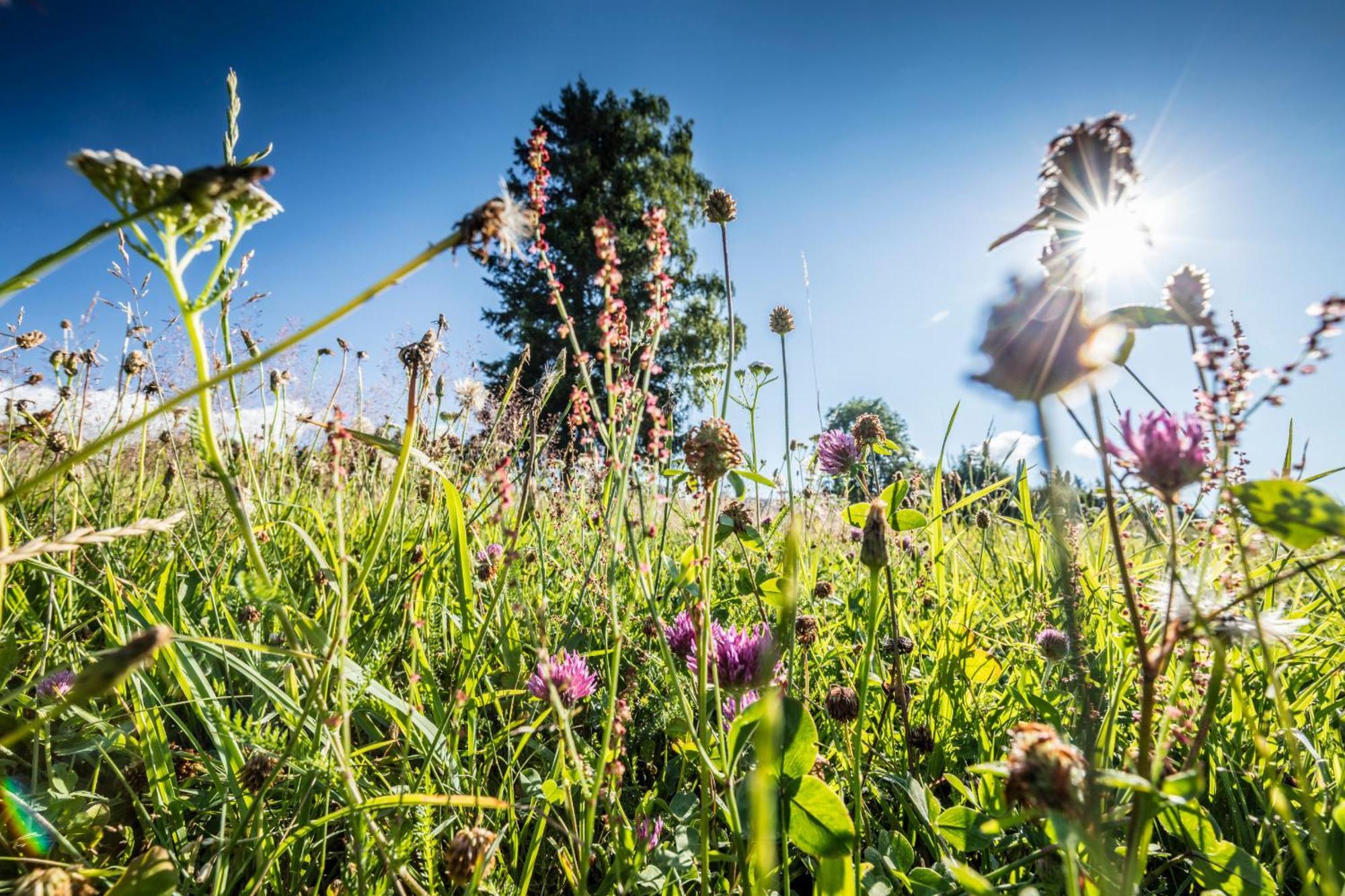 Ferienwohnung Seeblick Nr 5, 2 Zi-Baerental, Feldberg Rotwasser Exteriér fotografie