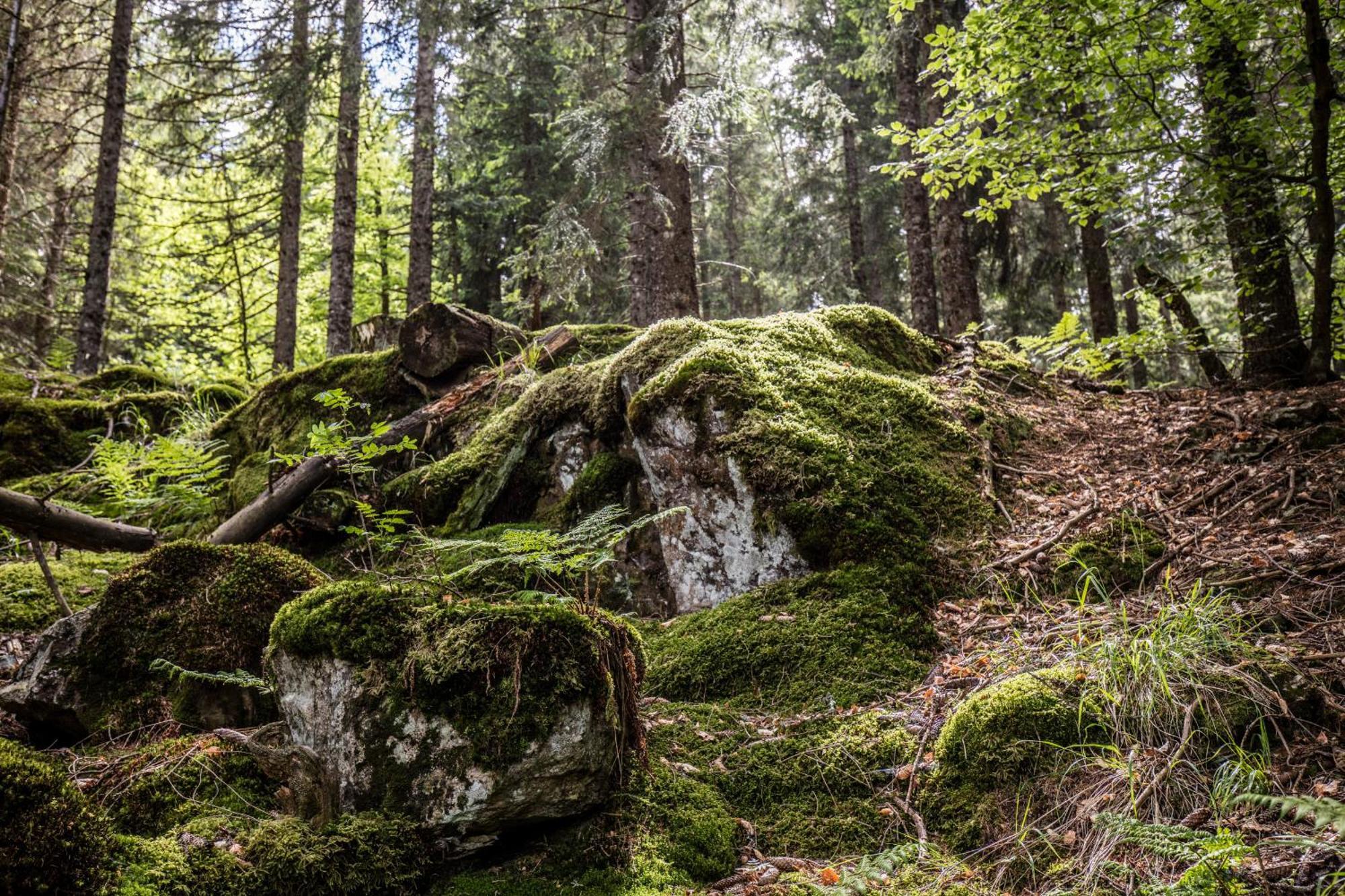 Ferienwohnung Seeblick Nr 5, 2 Zi-Baerental, Feldberg Rotwasser Exteriér fotografie